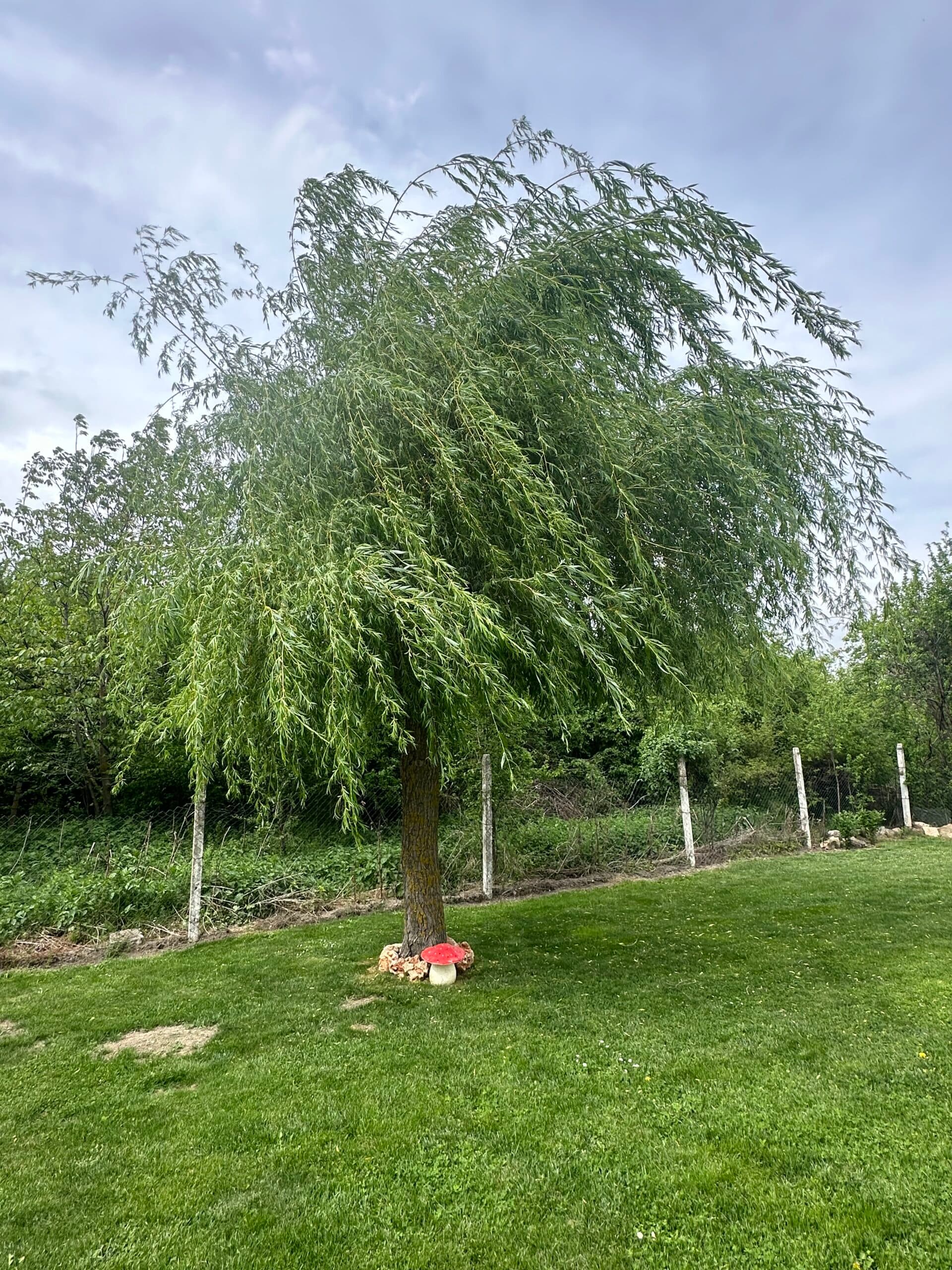 Honda Haven – Tsvetnitsa - thumbnail 14