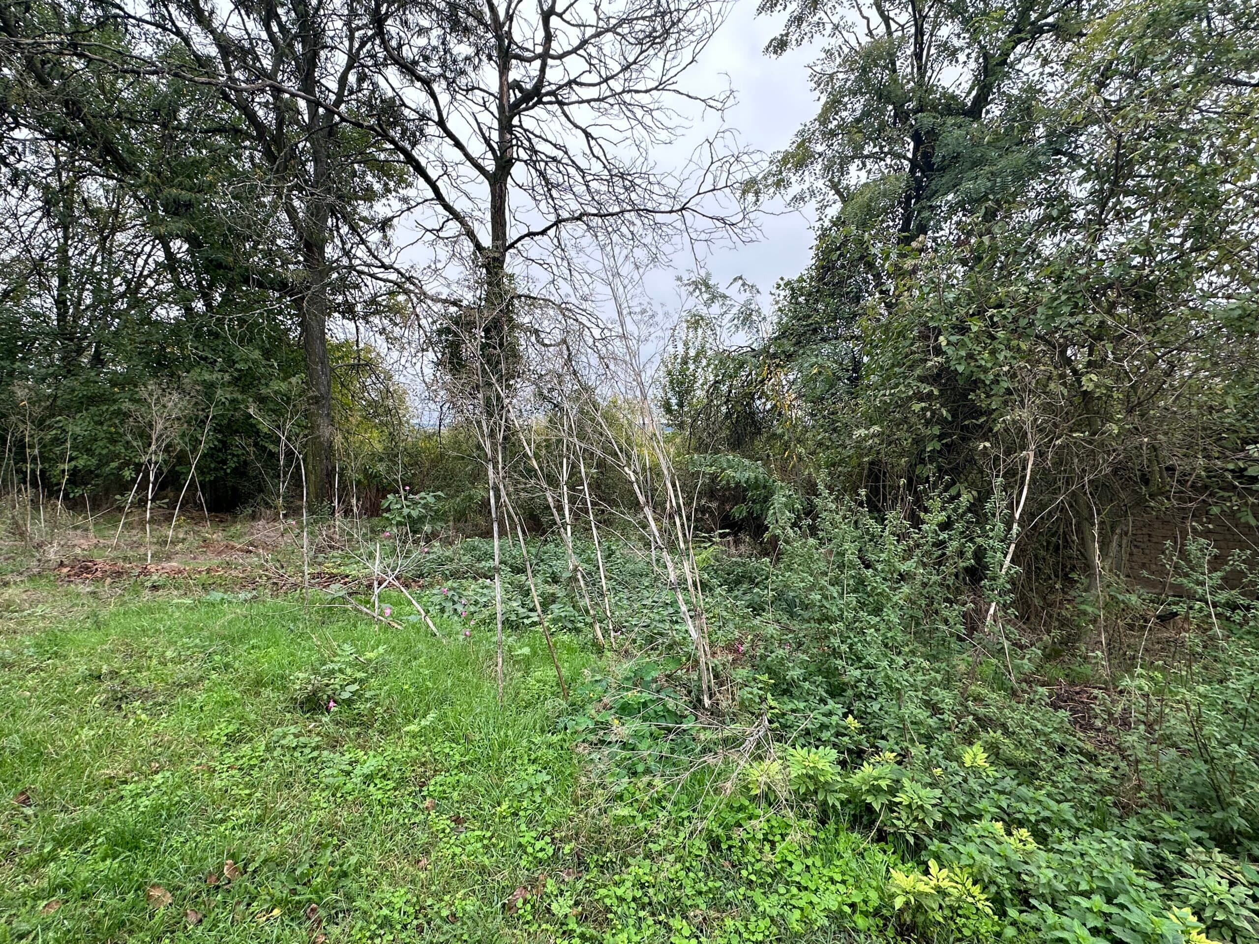 Whispering Woodland Retreat – Lomtsi