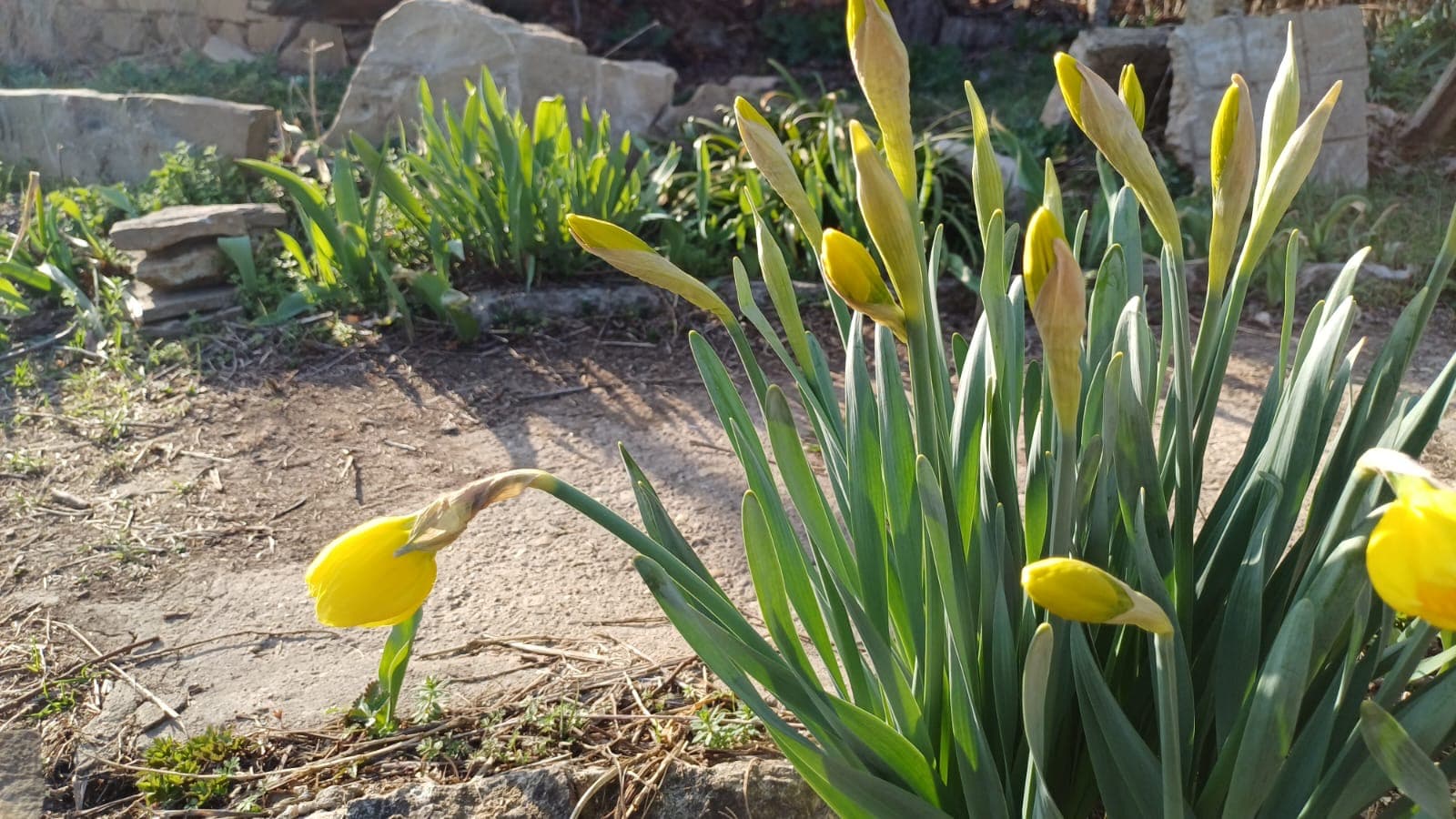 The Old Winery House – Kardam - thumbnail 10