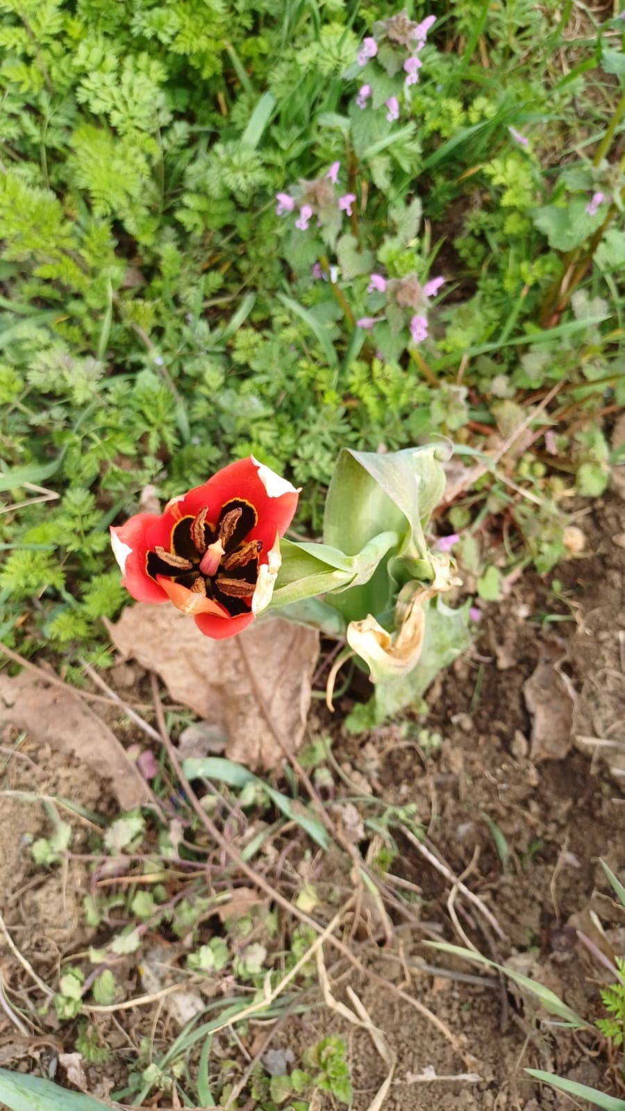 The Old Winery House – Kardam - thumbnail 11