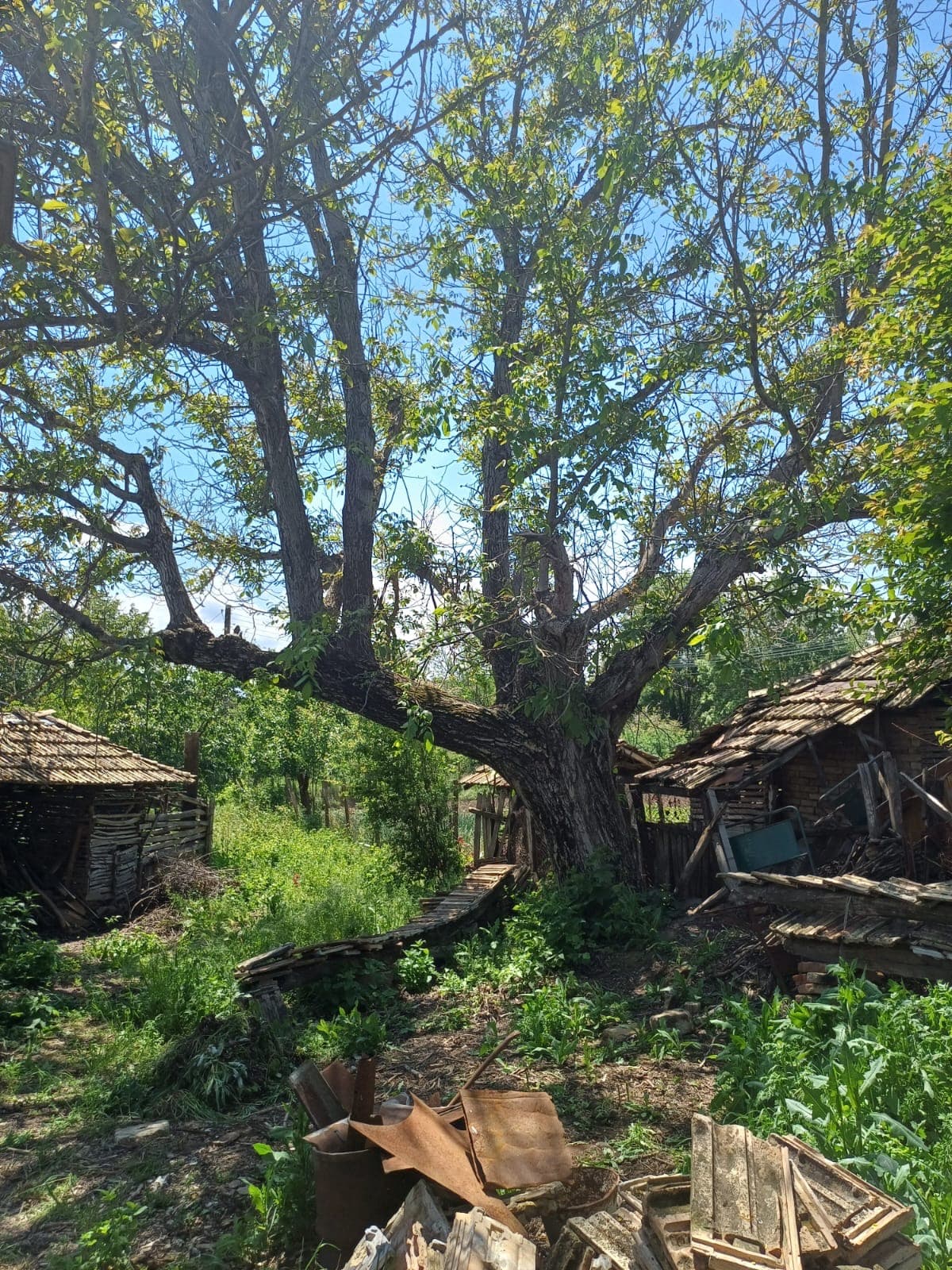 The Old Winery House – Kardam - thumbnail 12